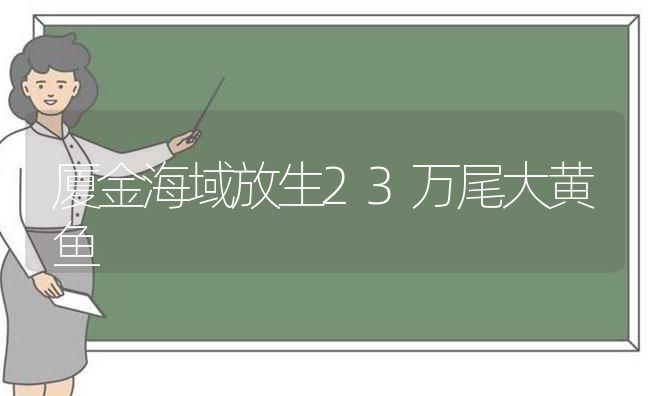 厦金海域放生23万尾大黄鱼