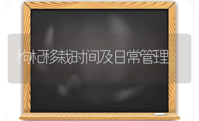 枸杞移栽时间及日常管理